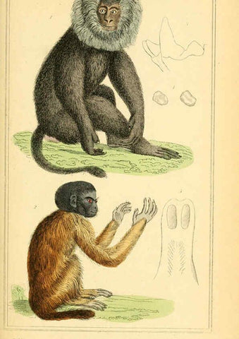 Reproducción/Reproduction 6025587849: The animal kingdom, arranged according to its organization, serving as a foundation for the natural history of animals. v.1 plates. London :G. Henderson,1834-1837
