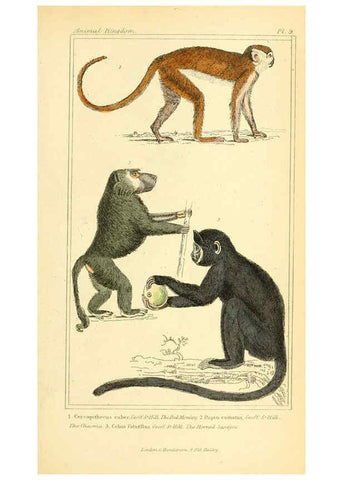 Reproducción/Reproduction 6025588209: The animal kingdom, arranged according to its organization, serving as a foundation for the natural history of animals. v.1 plates. London :G. Henderson,1834-1837