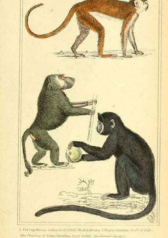 Reproducción/Reproduction 6025588209: The animal kingdom, arranged according to its organization, serving as a foundation for the natural history of animals. v.1 plates. London :G. Henderson,1834-1837