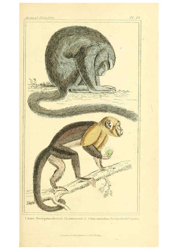 Reproducción/Reproduction 6025588591: The animal kingdom, arranged according to its organization, serving as a foundation for the natural history of animals. v.1 plates. London :G. Henderson,1834-1837
