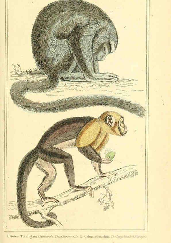 Reproducción/Reproduction 6025588591: The animal kingdom, arranged according to its organization, serving as a foundation for the natural history of animals. v.1 plates. London :G. Henderson,1834-1837
