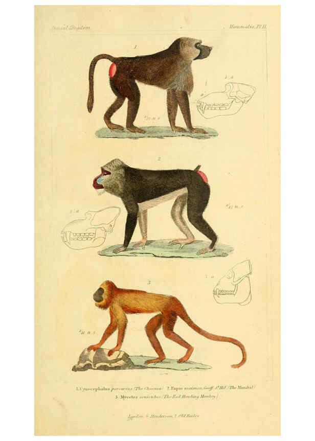 Reproducción/Reproduction 6026145258: The animal kingdom, arranged according to its organization, serving as a foundation for the natural history of animals. v.1 plates. London :G. Henderson,1834-1837