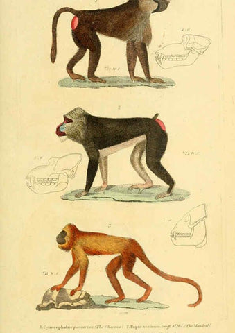 Reproducción/Reproduction 6026145258: The animal kingdom, arranged according to its organization, serving as a foundation for the natural history of animals. v.1 plates. London :G. Henderson,1834-1837