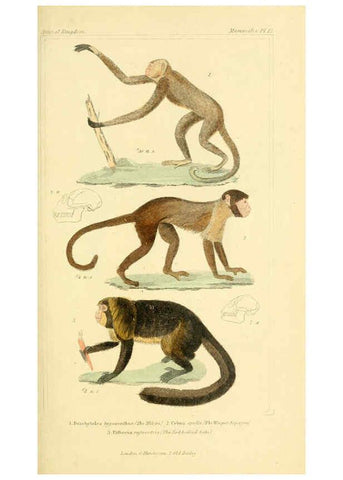 Reproducción/Reproduction 6025589173: The animal kingdom, arranged according to its organization, serving as a foundation for the natural history of animals. v.1 plates. London :G. Henderson,1834-1837