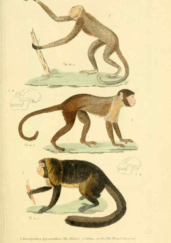 Reproducción/Reproduction 6025589173: The animal kingdom, arranged according to its organization, serving as a foundation for the natural history of animals. v.1 plates. London :G. Henderson,1834-1837