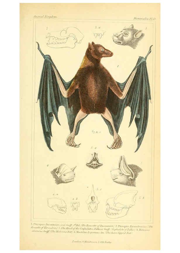Reproducción/Reproduction 6025589489: The animal kingdom, arranged according to its organization, serving as a foundation for the natural history of animals. v.1 plates. London :G. Henderson,1834-1837