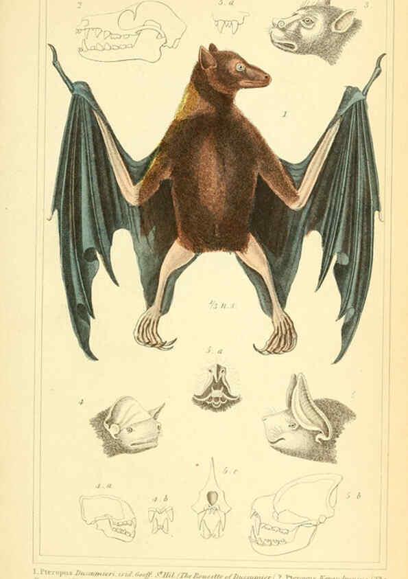 Reproducción/Reproduction 6025589489: The animal kingdom, arranged according to its organization, serving as a foundation for the natural history of animals. v.1 plates. London :G. Henderson,1834-1837