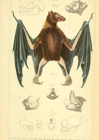 Reproducción/Reproduction 6025589489: The animal kingdom, arranged according to its organization, serving as a foundation for the natural history of animals. v.1 plates. London :G. Henderson,1834-1837