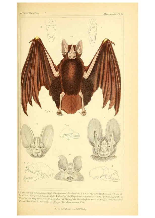Reproducción/Reproduction 6026146218: The animal kingdom, arranged according to its organization, serving as a foundation for the natural history of animals. v.1 plates. London :G. Henderson,1834-1837