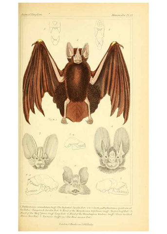 Reproducción/Reproduction 6026146218: The animal kingdom, arranged according to its organization, serving as a foundation for the natural history of animals. v.1 plates. London :G. Henderson,1834-1837