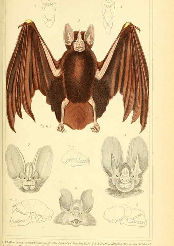 Reproducción/Reproduction 6026146218: The animal kingdom, arranged according to its organization, serving as a foundation for the natural history of animals. v.1 plates. London :G. Henderson,1834-1837