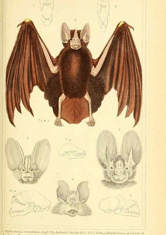 Reproducción/Reproduction 6026146218: The animal kingdom, arranged according to its organization, serving as a foundation for the natural history of animals. v.1 plates. London :G. Henderson,1834-1837