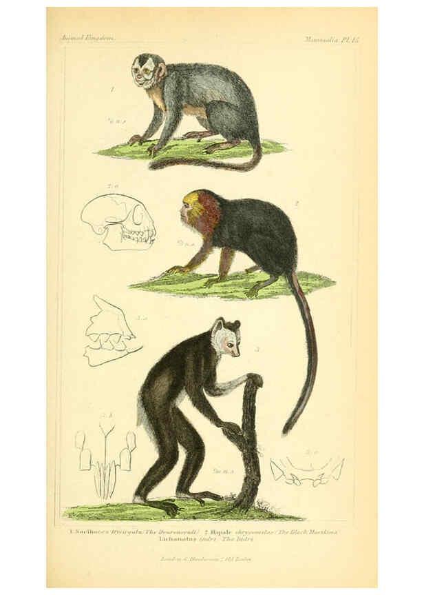 Reproducción/Reproduction 6026146464: The animal kingdom, arranged according to its organization, serving as a foundation for the natural history of animals. v.1 plates. London :G. Henderson,1834-1837