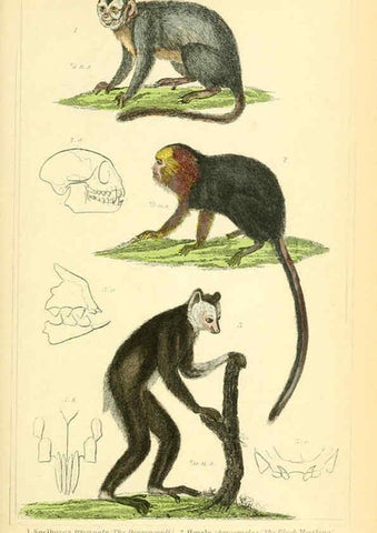 Reproducción/Reproduction 6026146464: The animal kingdom, arranged according to its organization, serving as a foundation for the natural history of animals. v.1 plates. London :G. Henderson,1834-1837