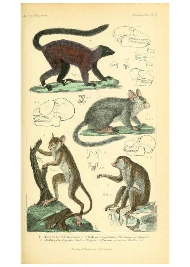 Reproducción/Reproduction 6025590455: The animal kingdom, arranged according to its organization, serving as a foundation for the natural history of animals. v.1 plates. London :G. Henderson,1834-1837