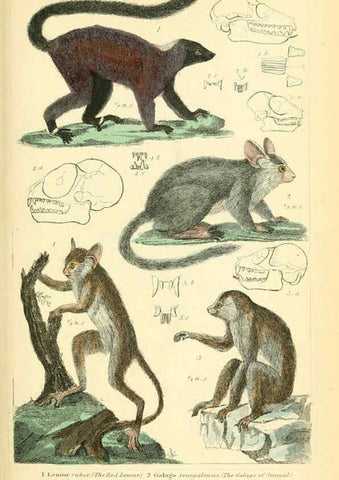 Reproducción/Reproduction 6025590455: The animal kingdom, arranged according to its organization, serving as a foundation for the natural history of animals. v.1 plates. London :G. Henderson,1834-1837