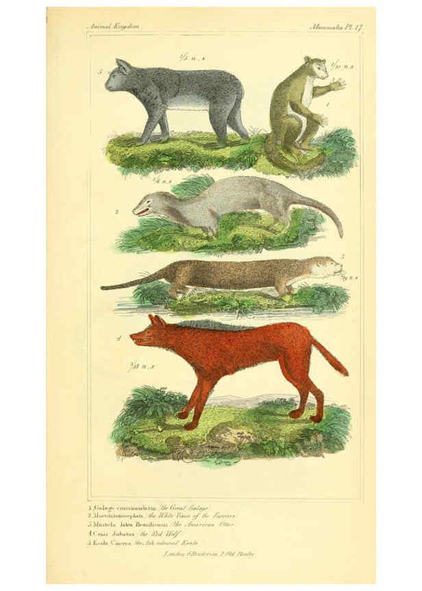 Reproducción/Reproduction 6026147140: The animal kingdom, arranged according to its organization, serving as a foundation for the natural history of animals. v.1 plates. London :G. Henderson,1834-1837