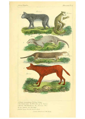 Reproducción/Reproduction 6026147140: The animal kingdom, arranged according to its organization, serving as a foundation for the natural history of animals. v.1 plates. London :G. Henderson,1834-1837