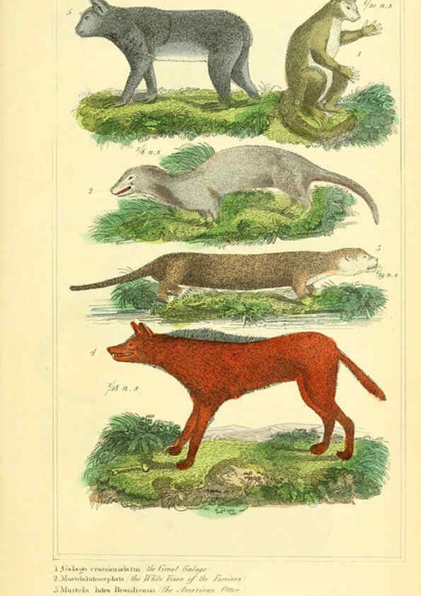 Reproducción/Reproduction 6026147140: The animal kingdom, arranged according to its organization, serving as a foundation for the natural history of animals. v.1 plates. London :G. Henderson,1834-1837