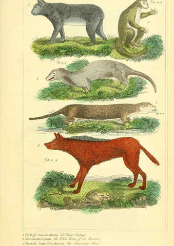 Reproducción/Reproduction 6026147140: The animal kingdom, arranged according to its organization, serving as a foundation for the natural history of animals. v.1 plates. London :G. Henderson,1834-1837
