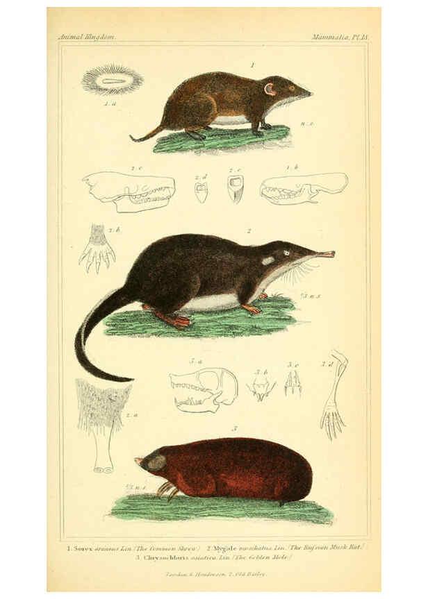 Reproducción/Reproduction 6026147424: The animal kingdom, arranged according to its organization, serving as a foundation for the natural history of animals. v.1 plates. London :G. Henderson,1834-1837