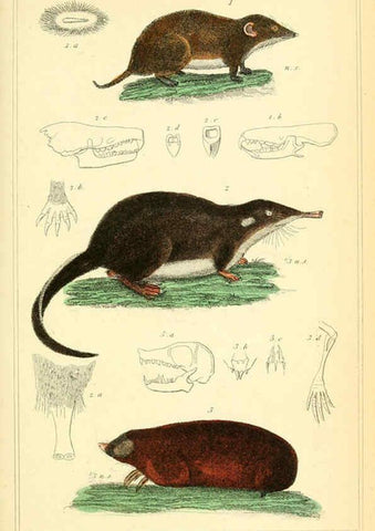 Reproducción/Reproduction 6026147424: The animal kingdom, arranged according to its organization, serving as a foundation for the natural history of animals. v.1 plates. London :G. Henderson,1834-1837