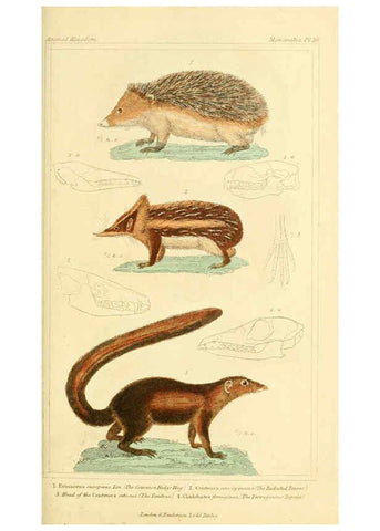 Reproducción/Reproduction 6025591645: The animal kingdom, arranged according to its organization, serving as a foundation for the natural history of animals. v.1 plates. London :G. Henderson,1834-1837