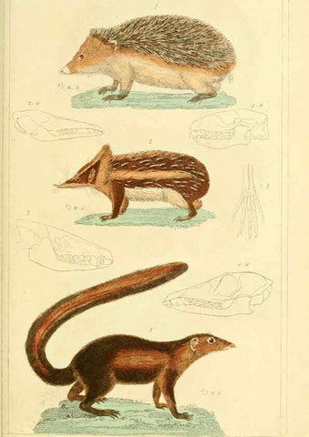 Reproducción/Reproduction 6025591645: The animal kingdom, arranged according to its organization, serving as a foundation for the natural history of animals. v.1 plates. London :G. Henderson,1834-1837