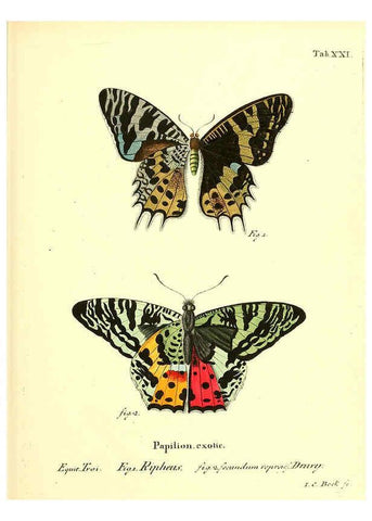 Reproducción/Reproduction 6011991393: Die ausländischen Schmetterlinge in Abbildungen nach der Natur. v.2, plates Erlangen :im Verlage der Expedition des Esper'schen Schmetterlings- und des Schreber'schen Säugthierwerkes,[1830] 