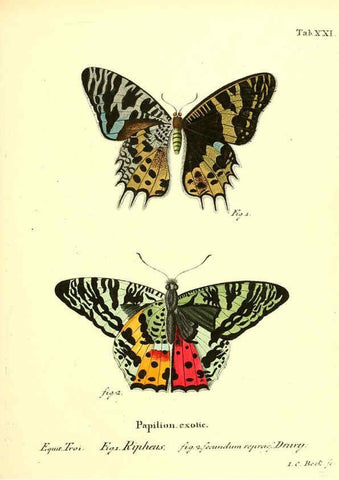 Reproducción/Reproduction 6011991393: Die ausländischen Schmetterlinge in Abbildungen nach der Natur. v.2, plates Erlangen :im Verlage der Expedition des Esper'schen Schmetterlings- und des Schreber'schen Säugthierwerkes,[1830] 