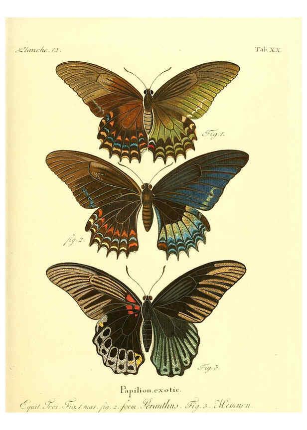 Reproducción/Reproduction 6012538034: Die ausländischen Schmetterlinge in Abbildungen nach der Natur. v.2, plates Erlangen :im Verlage der Expedition des Esper'schen Schmetterlings- und des Schreber'schen Säugthierwerkes,[1830] 