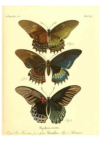 Reproducción/Reproduction 6012538034: Die ausländischen Schmetterlinge in Abbildungen nach der Natur. v.2, plates Erlangen :im Verlage der Expedition des Esper'schen Schmetterlings- und des Schreber'schen Säugthierwerkes,[1830] 