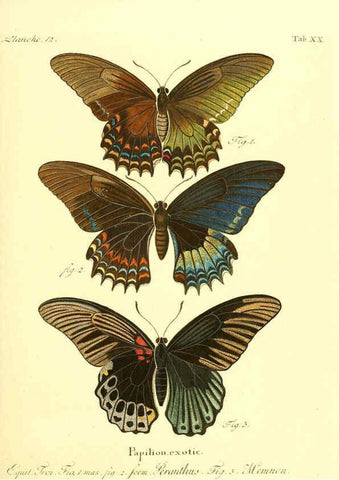 Reproducción/Reproduction 6012538034: Die ausländischen Schmetterlinge in Abbildungen nach der Natur. v.2, plates Erlangen :im Verlage der Expedition des Esper'schen Schmetterlings- und des Schreber'schen Säugthierwerkes,[1830] 