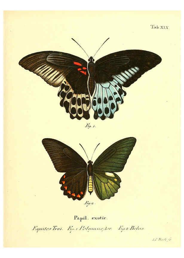 Reproducción/Reproduction 6012537816: Die ausländischen Schmetterlinge in Abbildungen nach der Natur. v.2, plates Erlangen :im Verlage der Expedition des Esper'schen Schmetterlings- und des Schreber'schen Säugthierwerkes,[1830] 