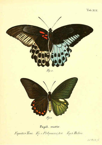 Reproducción/Reproduction 6012537816: Die ausländischen Schmetterlinge in Abbildungen nach der Natur. v.2, plates Erlangen :im Verlage der Expedition des Esper'schen Schmetterlings- und des Schreber'schen Säugthierwerkes,[1830] 