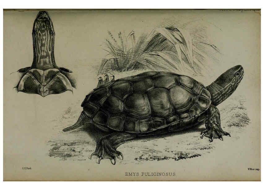 Reproducción/Reproduction 6005664099: Proceedings of the Zoological Society of London. 1860. London :Academic Press, [etc.],1833-1965