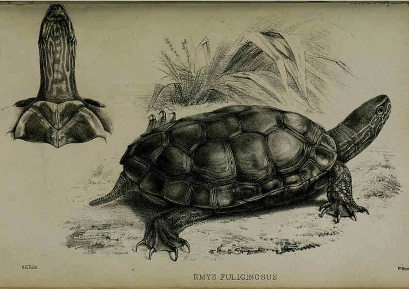 Reproducción/Reproduction 6005664099: Proceedings of the Zoological Society of London. 1860. London :Academic Press, [etc.],1833-1965
