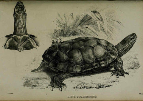 Reproducción/Reproduction 6005664099: Proceedings of the Zoological Society of London. 1860. London :Academic Press, [etc.],1833-1965