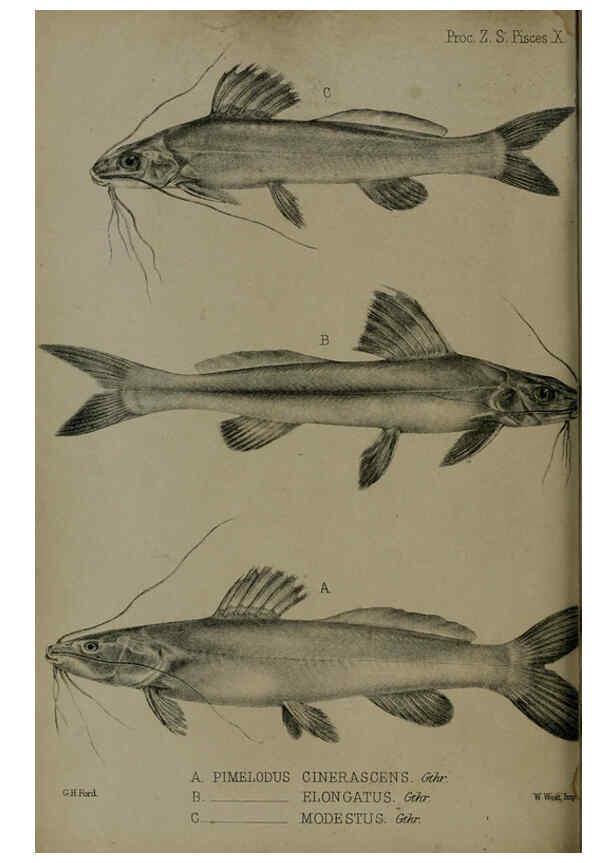 Reproducción/Reproduction 6005664367: Proceedings of the Zoological Society of London. 1860. London :Academic Press, [etc.],1833-1965