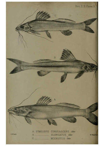 Reproducción/Reproduction 6005664367: Proceedings of the Zoological Society of London. 1860. London :Academic Press, [etc.],1833-1965