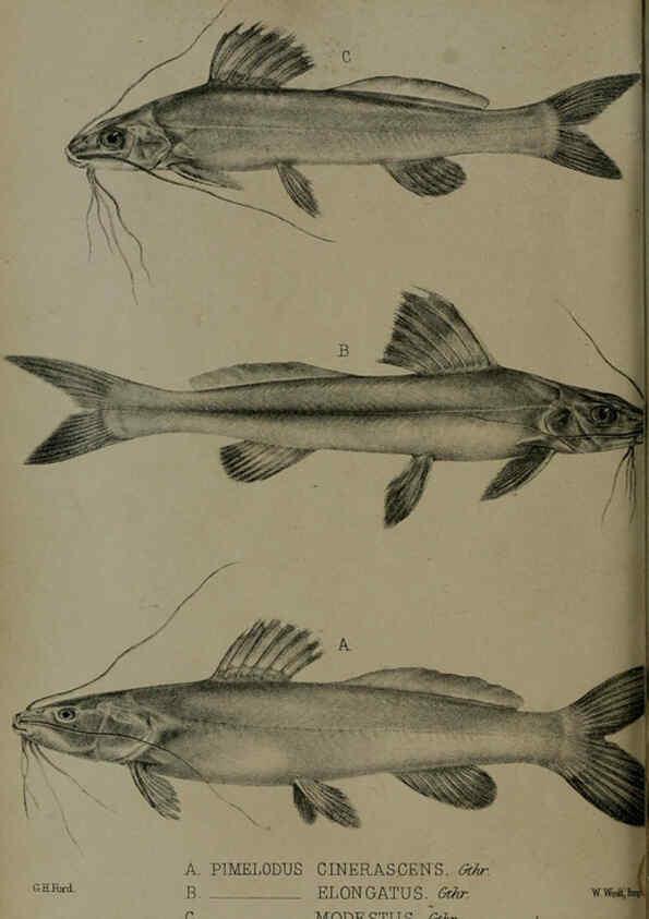 Reproducción/Reproduction 6005664367: Proceedings of the Zoological Society of London. 1860. London :Academic Press, [etc.],1833-1965