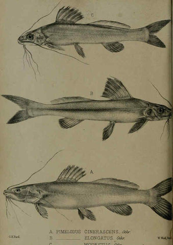 Reproducción/Reproduction 6005664367: Proceedings of the Zoological Society of London. 1860. London :Academic Press, [etc.],1833-1965