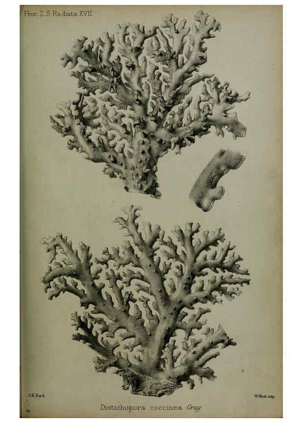 Reproducción/Reproduction 6006208350: Proceedings of the Zoological Society of London. 1860. London :Academic Press, [etc.],1833-1965