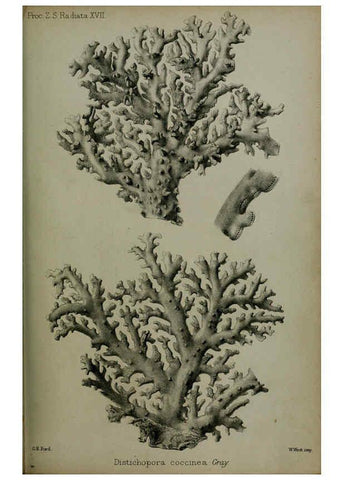 Reproducción/Reproduction 6006208350: Proceedings of the Zoological Society of London. 1860. London :Academic Press, [etc.],1833-1965