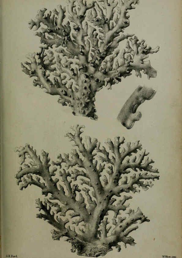 Reproducción/Reproduction 6006208350: Proceedings of the Zoological Society of London. 1860. London :Academic Press, [etc.],1833-1965