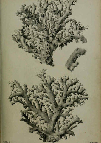 Reproducción/Reproduction 6006208350: Proceedings of the Zoological Society of London. 1860. London :Academic Press, [etc.],1833-1965
