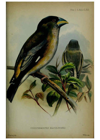Reproducción/Reproduction 6005665029: Proceedings of the Zoological Society of London. 1860. London :Academic Press, [etc.],1833-1965