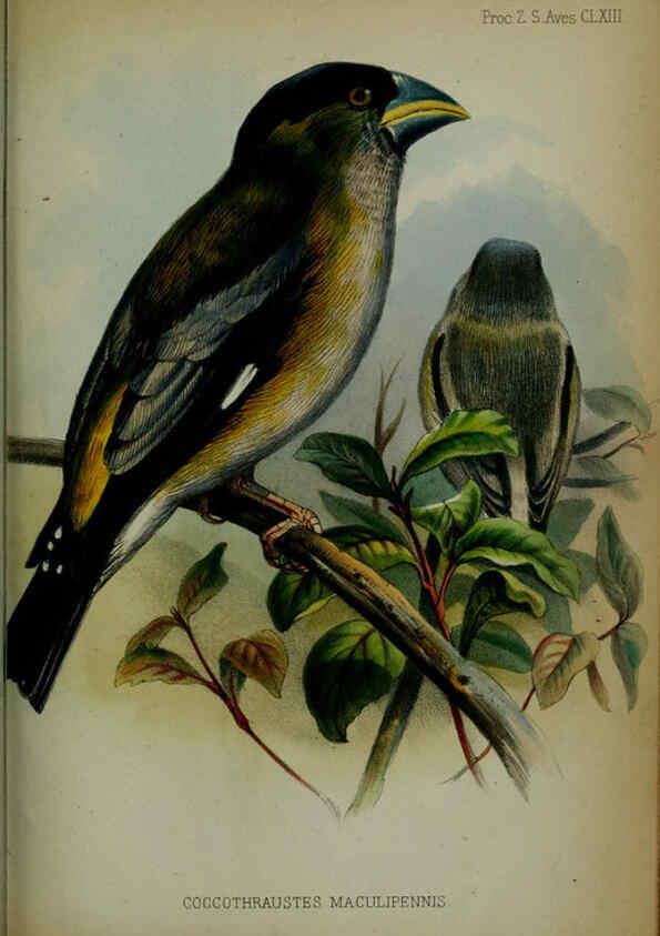 Reproducción/Reproduction 6005665029: Proceedings of the Zoological Society of London. 1860. London :Academic Press, [etc.],1833-1965