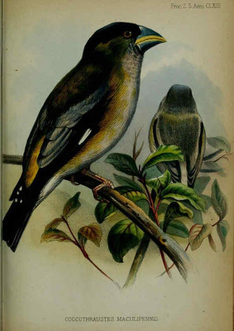 Reproducción/Reproduction 6005665029: Proceedings of the Zoological Society of London. 1860. London :Academic Press, [etc.],1833-1965