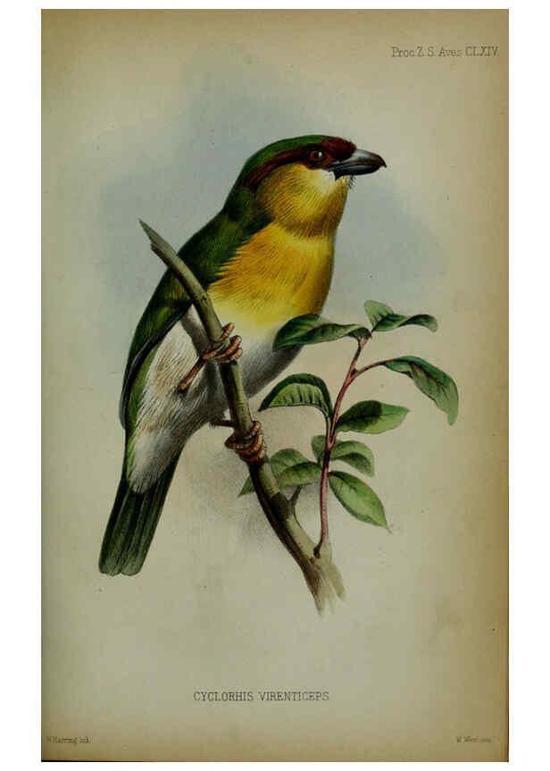 Reproducción/Reproduction 6005665387: Proceedings of the Zoological Society of London. 1860. London :Academic Press, [etc.],1833-1965